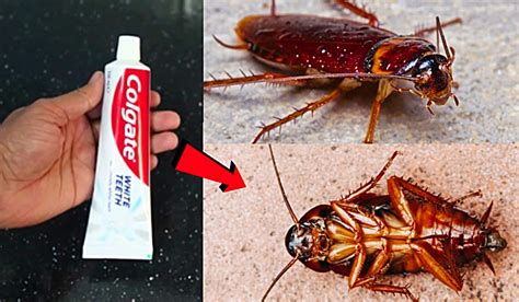 Kill roaches. Things To Know About Kill roaches. 